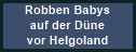 Robben Babys auf der Düne vor Helgoland