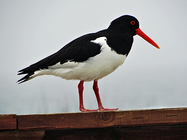 austernfischer duene helgoland bild 009