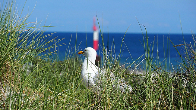 duenen aussichtspunkt suedstrand bild 04