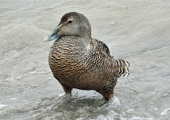 eiderente duene helgoland bild 02