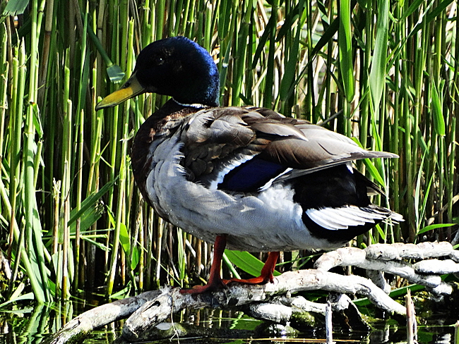 ente teich duene bild 01