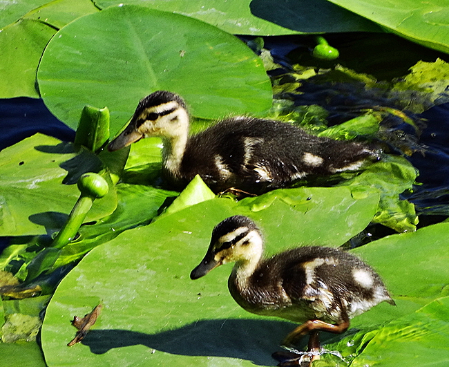 enten duene helgoland bild 01