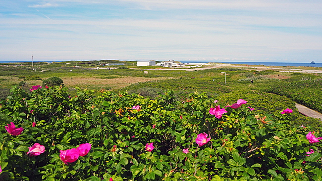 jonnys hill helgoland bild 010a