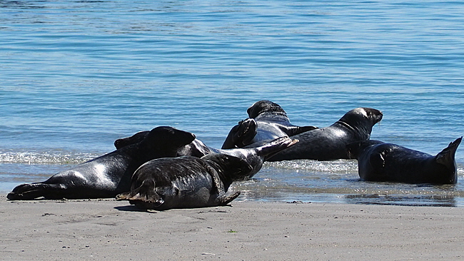 kegelrobben am suedstrand bild 01