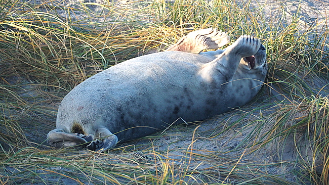 kegelrobben baby 004