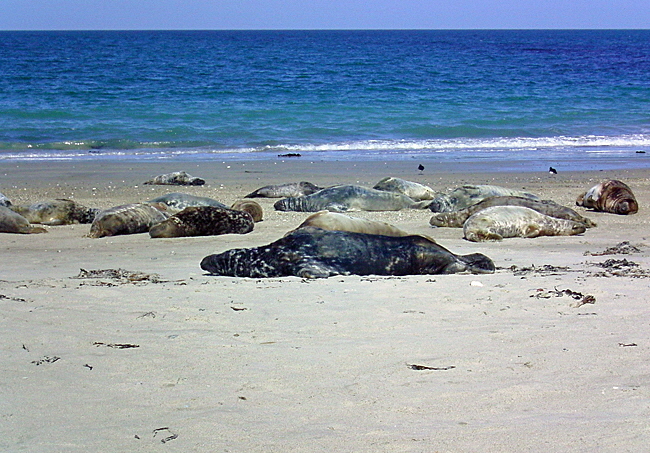 kegelrobben helgoland bild 01