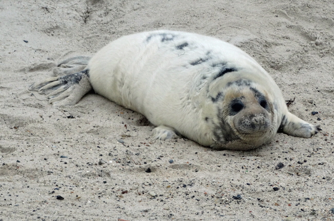 kegelrobben helgoland bild 02