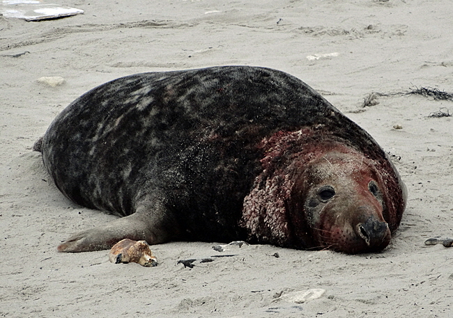 kegelrobben helgoland bild 04