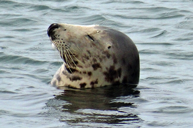 kegelrobben helgoland bild 07a