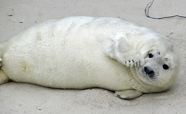 kegelrobben helgoland bild 11