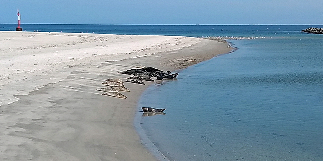 kegelrobben helgoland bild 12