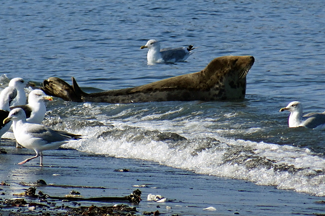 kegelrobben helgoland bild 13