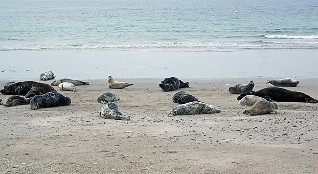 kegelrobben helgoland bild 14