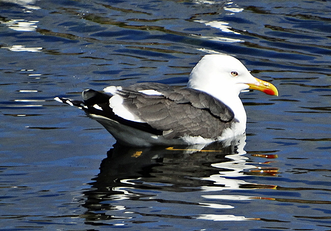 moewe duene helgoland bild 01