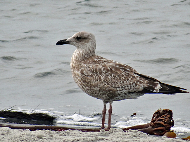 moewe duene helgoland bild 02