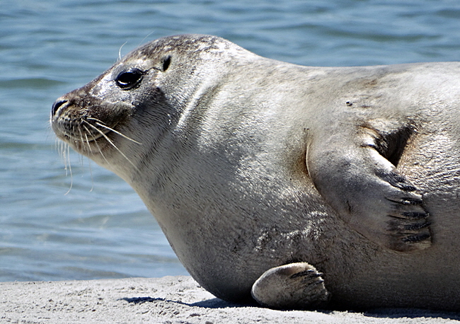 seehund helgoland bild 03