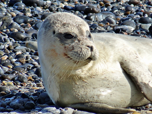 seehund helgoland bild 04