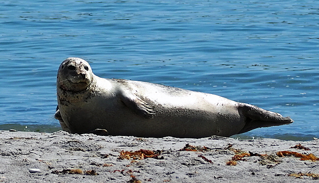 seehund helgoland bild 06