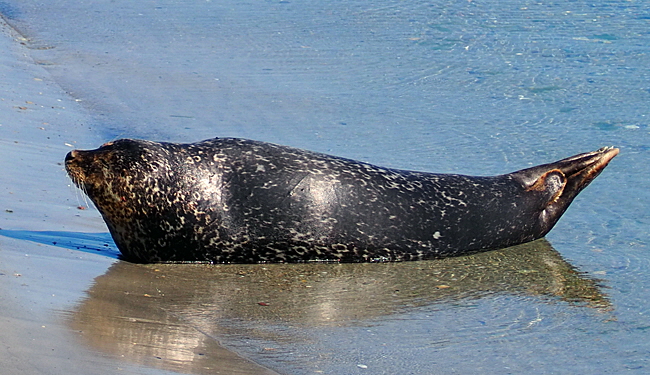 seehund helgoland bild 07