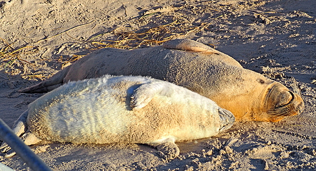 suedstrand mit zaun 02