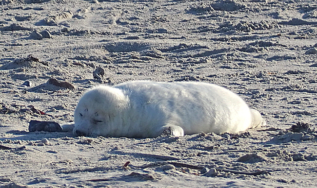 suedstrand mit zaun 07