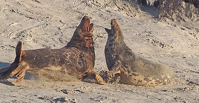 suedstrand mit zaun 08