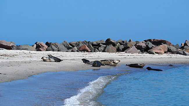 suedstrand robben bild 002a