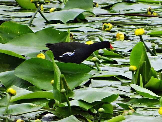 vogelbeobachtung duene helgoland bild 06