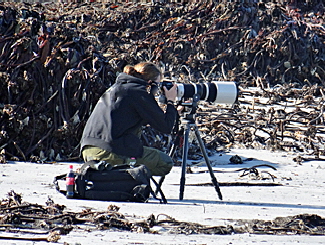 vogelbeobachtung duene helgoland bild 07