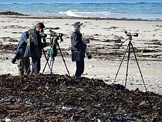 vogelbeobachtung duene helgoland bild 08