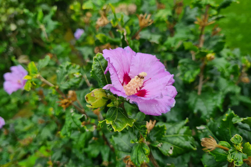 groede flora & fauna 06