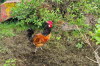groede flora & fauna 08