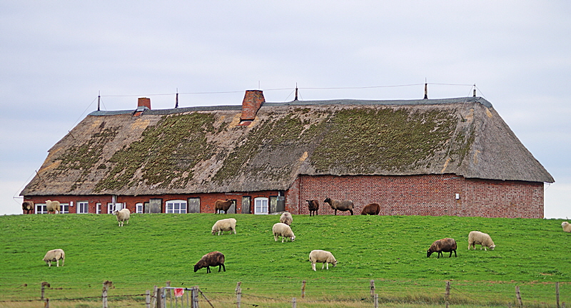 hallig groede startseite 06