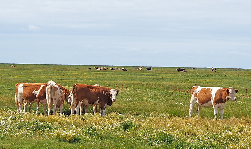 landwirtschaft hooge 001