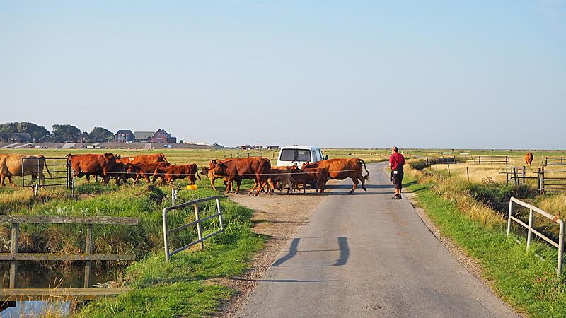 landwirtschaft hooge 01