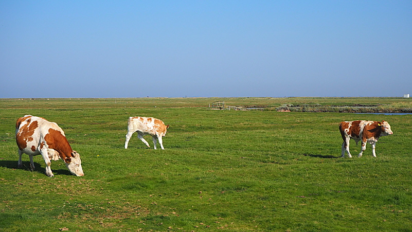 landwirtschaft hooge 03