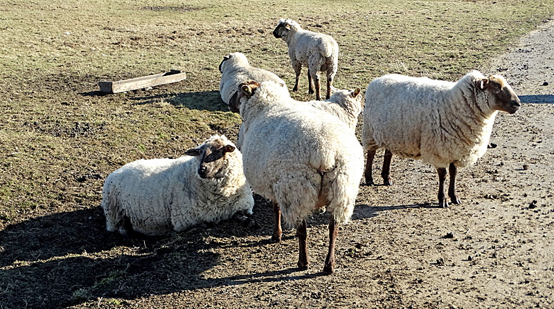 landwirtschaft hooge 04