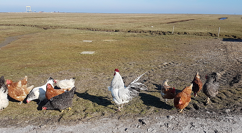 landwirtschaft hooge 06