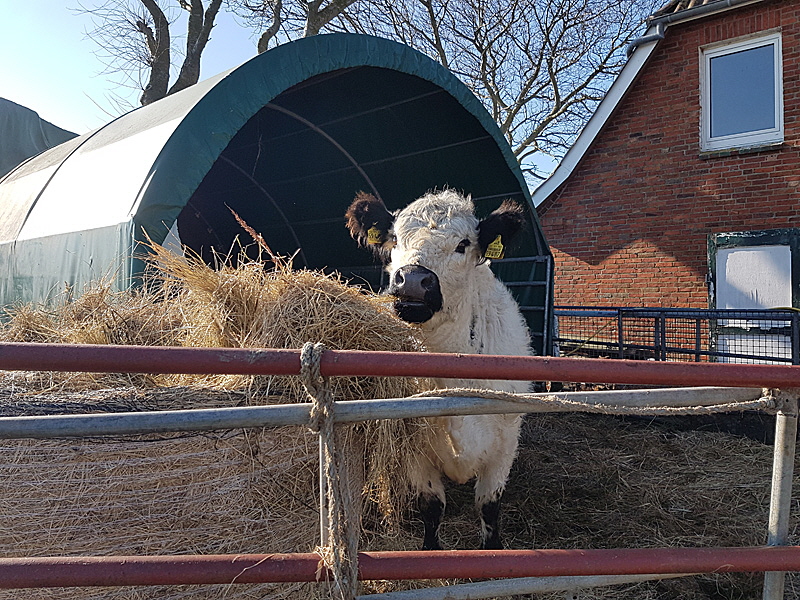 landwirtschaft hooge 07