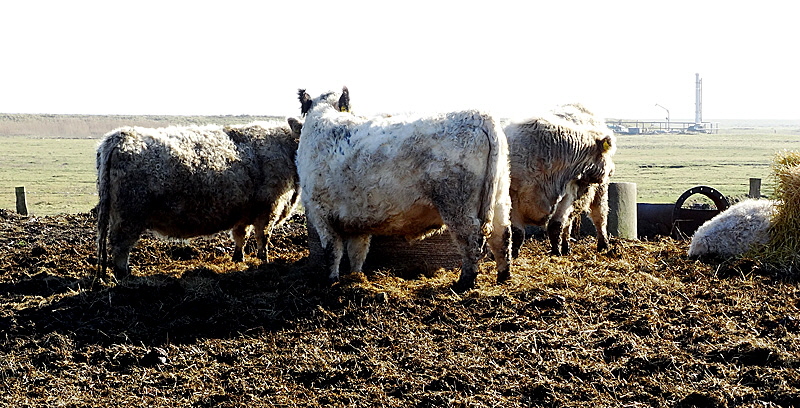 landwirtschaft hooge 09