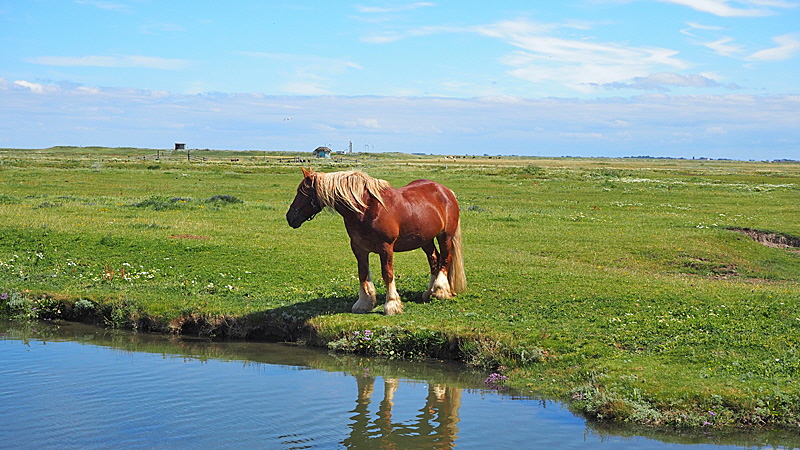 pferde hallig hooge 001