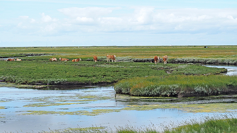 buckelwiesen hooge 03