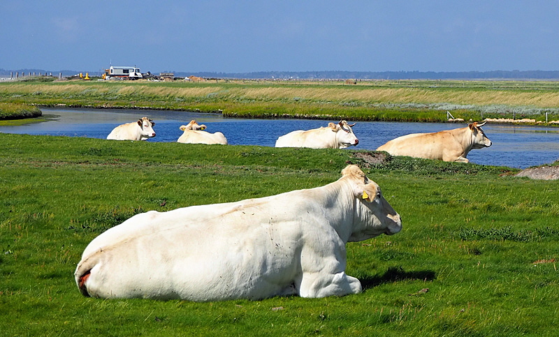 langeness landwirtschaft bild 02