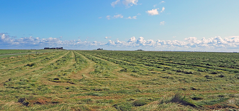 langeness landwirtschaft bild 06