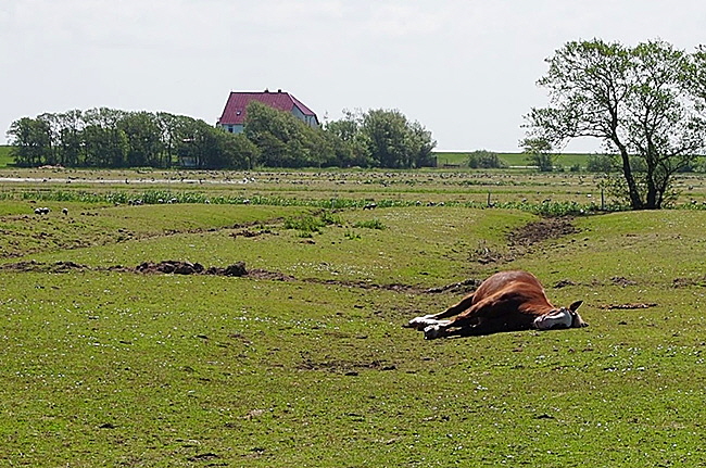 neuwerk pferde 002