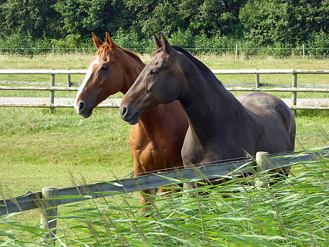 neuwerk reiten 09