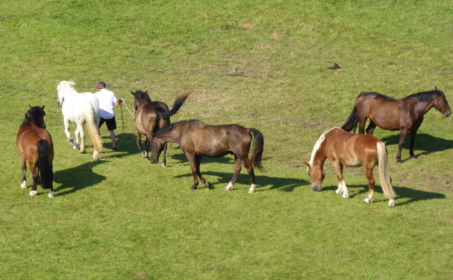 neuwerk reiten 10