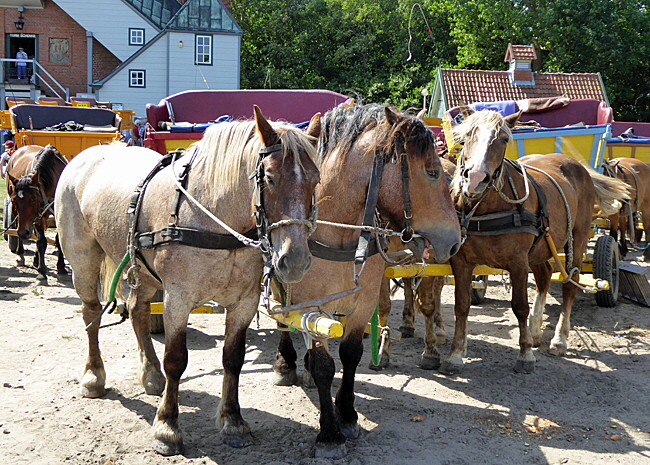 wattwagen nach neuwerk 06