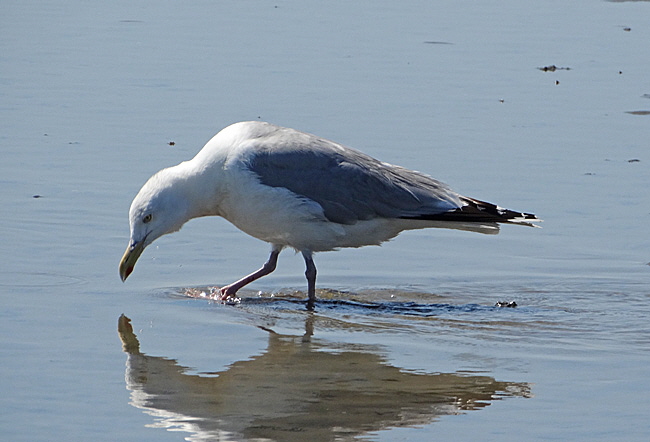 priel und moewe