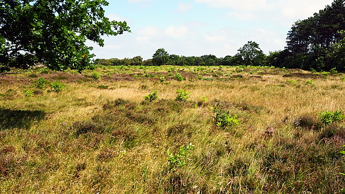 duhenr heide bild 01